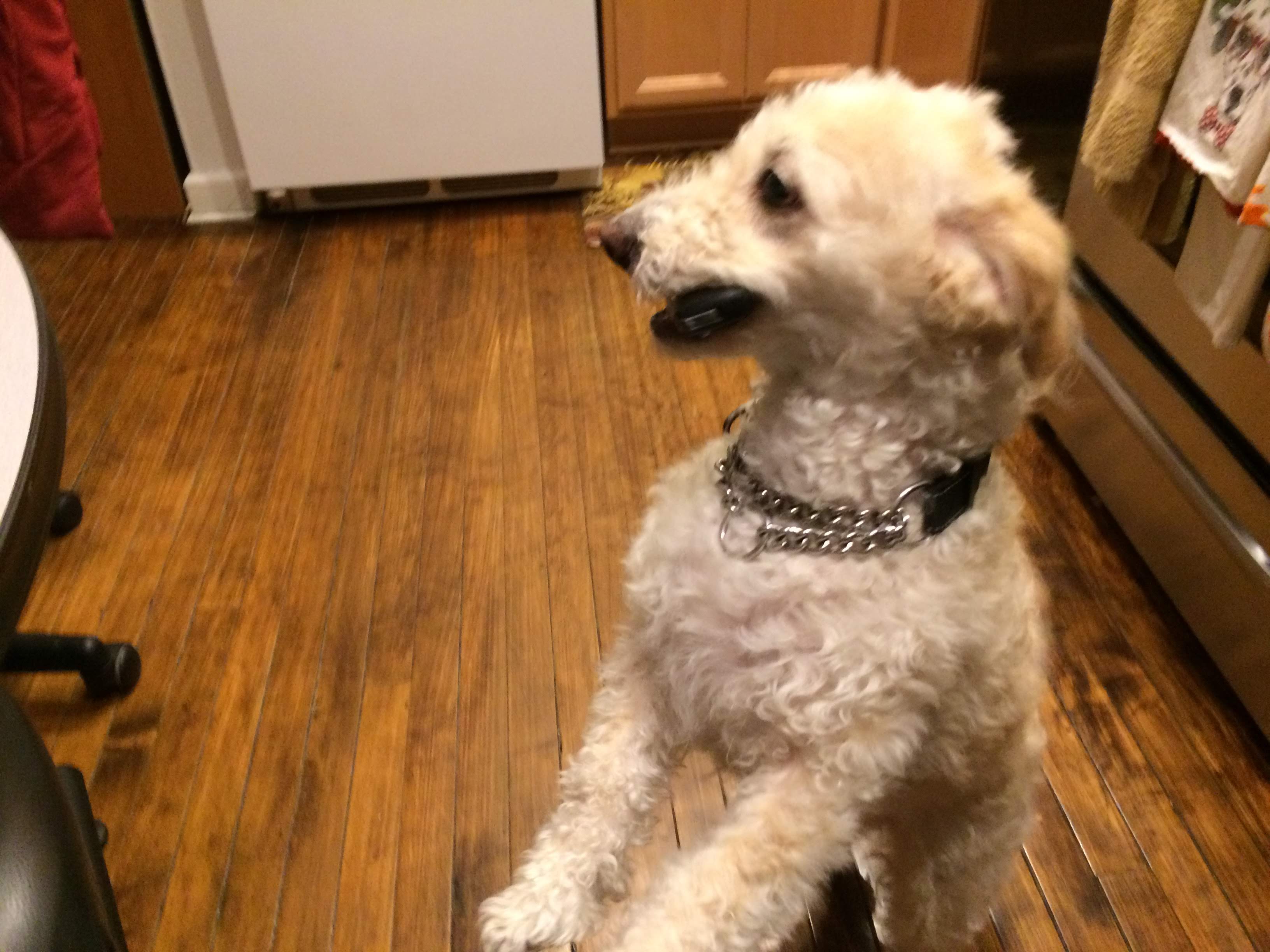 Dogs are fundamentally the same.