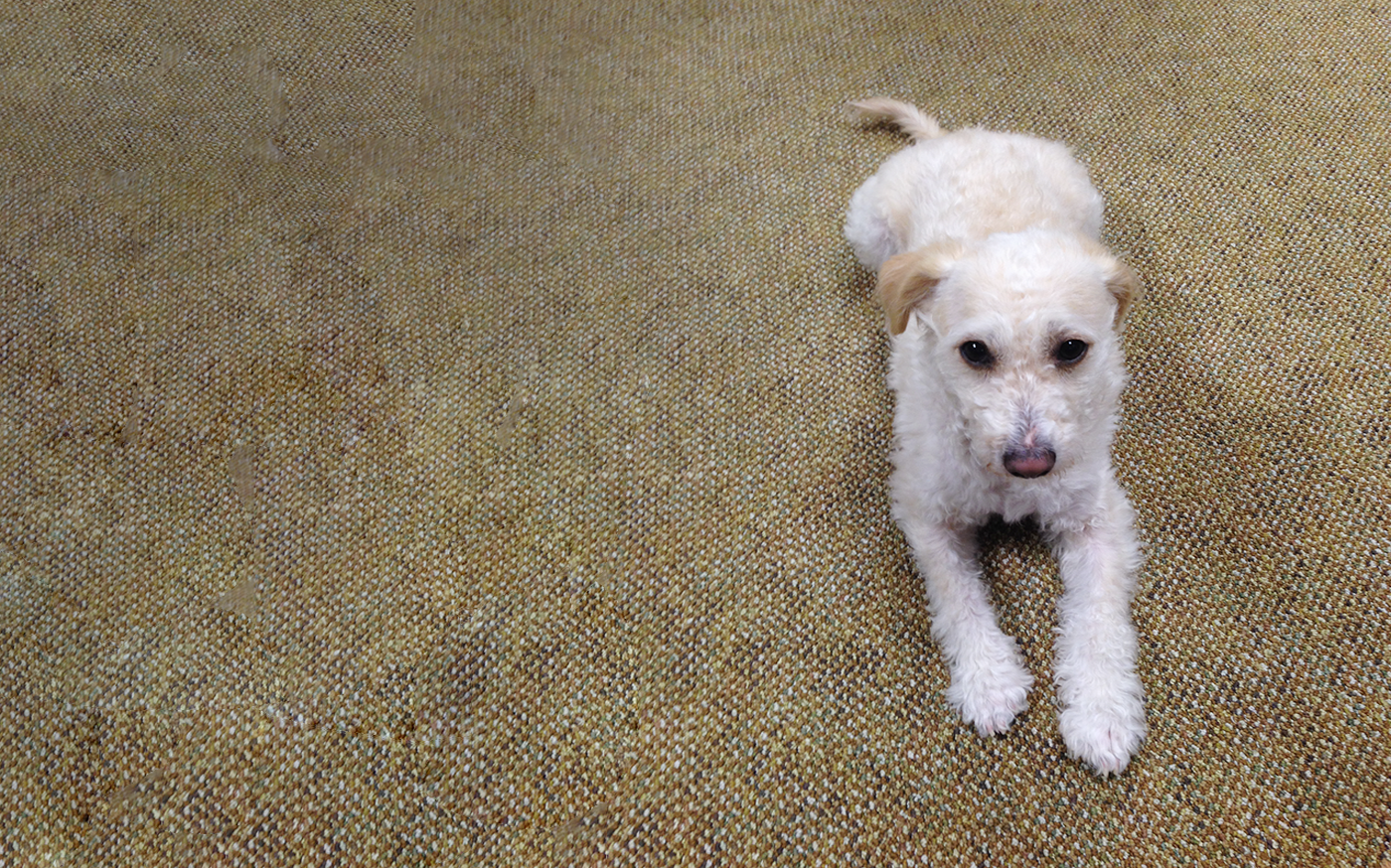 Service DogsWhat Does it Take?