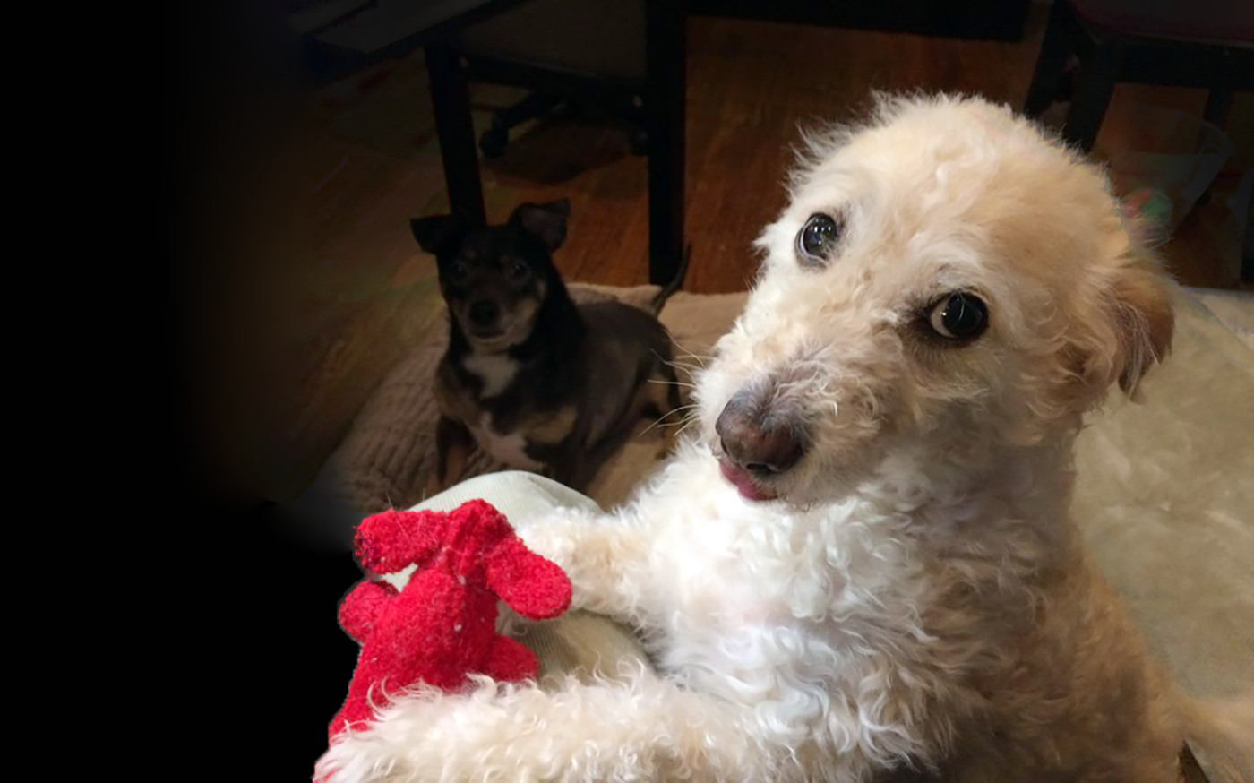 Ways to Train Your OwnSERVICE DOG