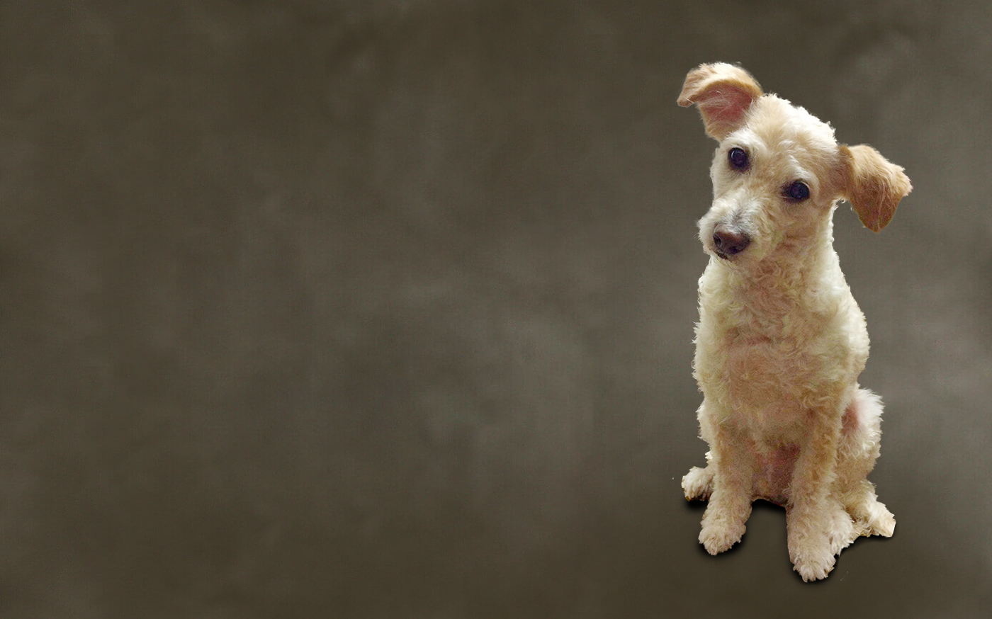 Dog Basics: First Things FirstPreparation for Training